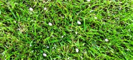 Top 5 Spring Lawn Fertilization Strategies for Calgary Homeowners