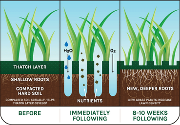 Aerating and overseeding on sale lawn in spring