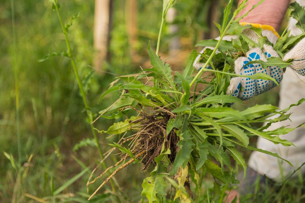 How to Control Weeds