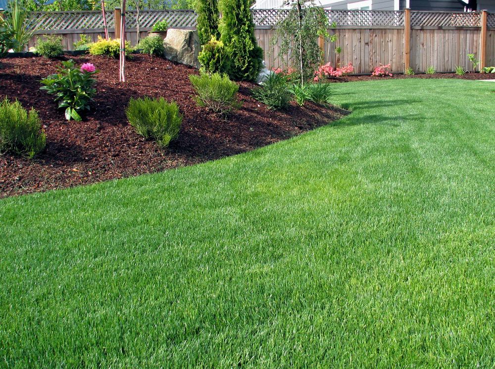 6 Key Ways to Maintain A Healthy Yard