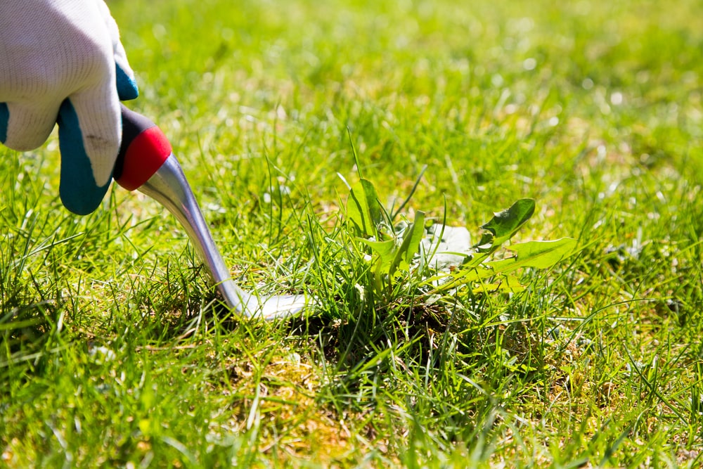 What is the purpose of weed control services?