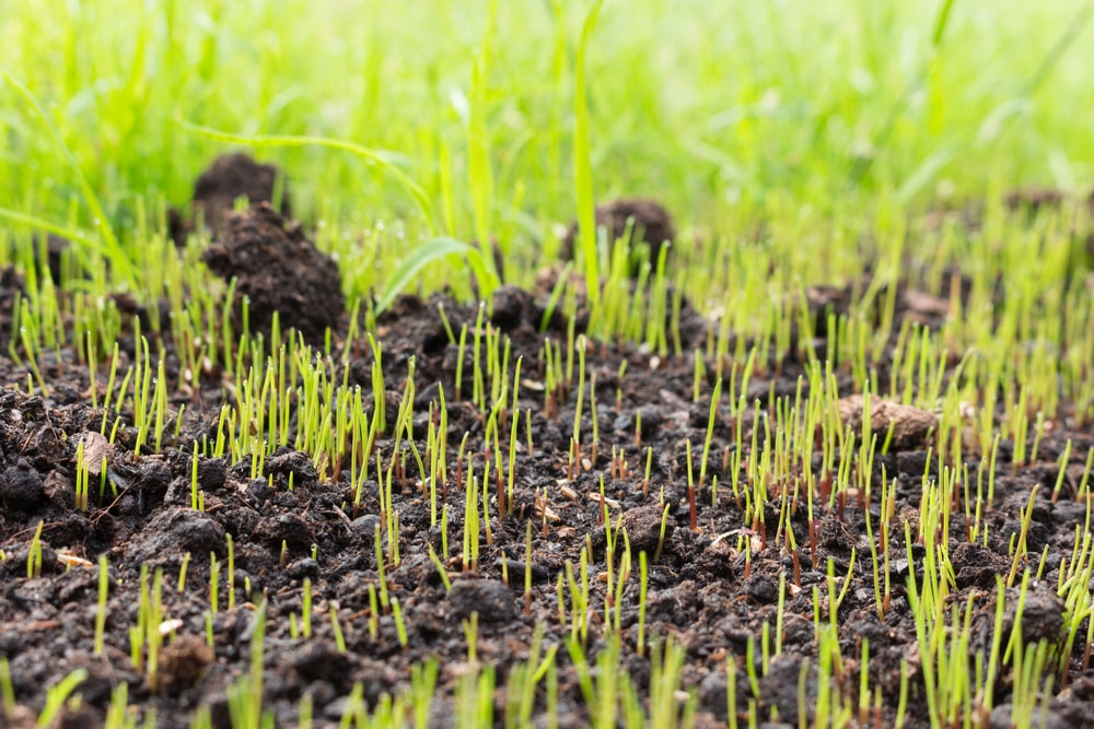 Storing grass seeds in winter