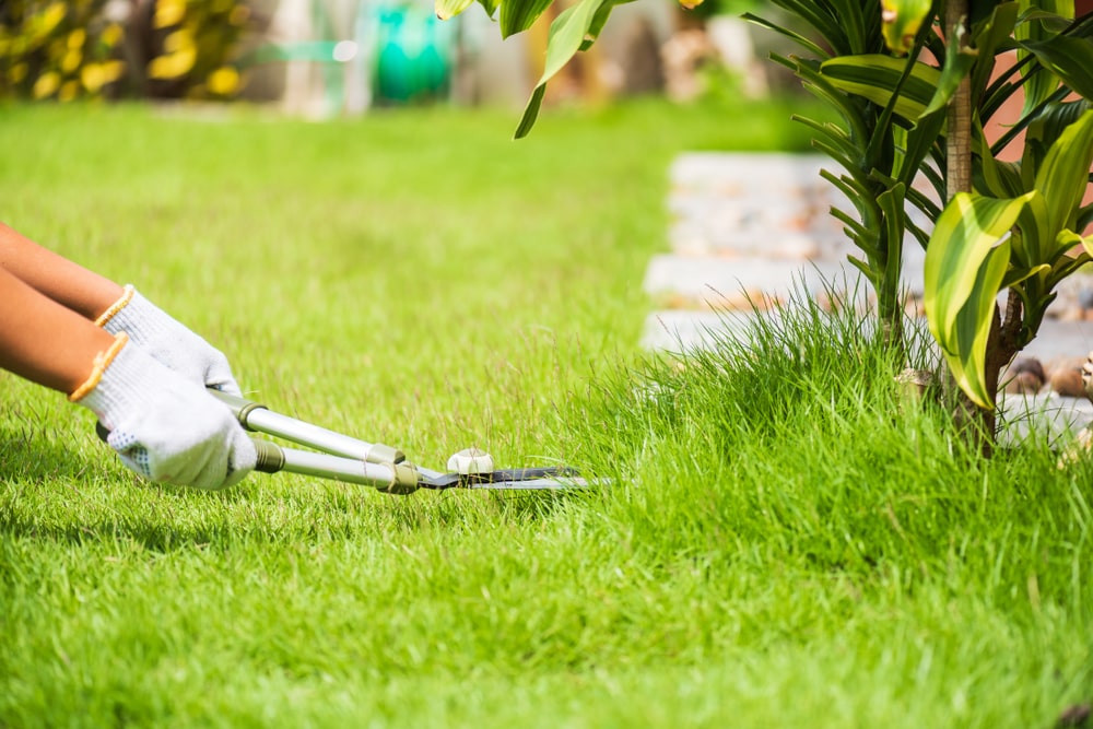 Lawn Mowing Service