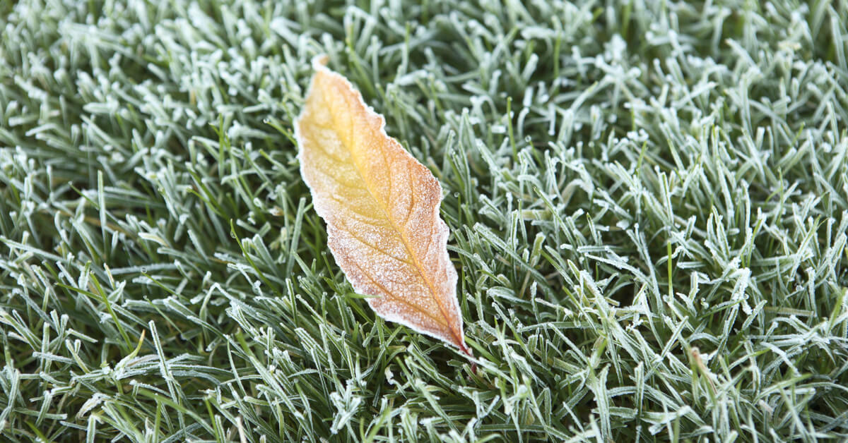 Tips to Prepare Your Lawn for Winter