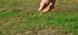 The Best Time To Overseed Your Lawn In Alberta