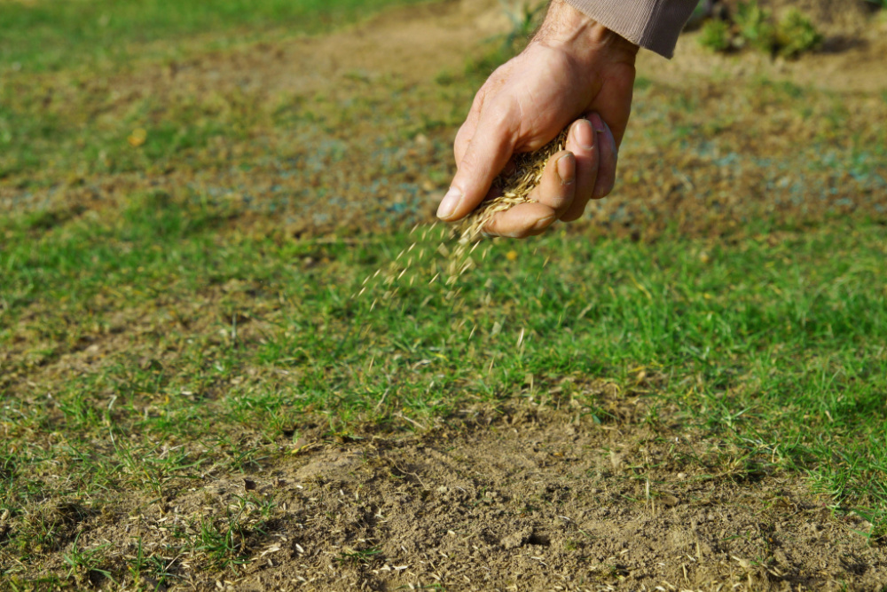 The Best Time To Overseed Your Lawn In Alberta