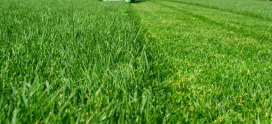 The 3 Most Common Types of Grass in Calgary