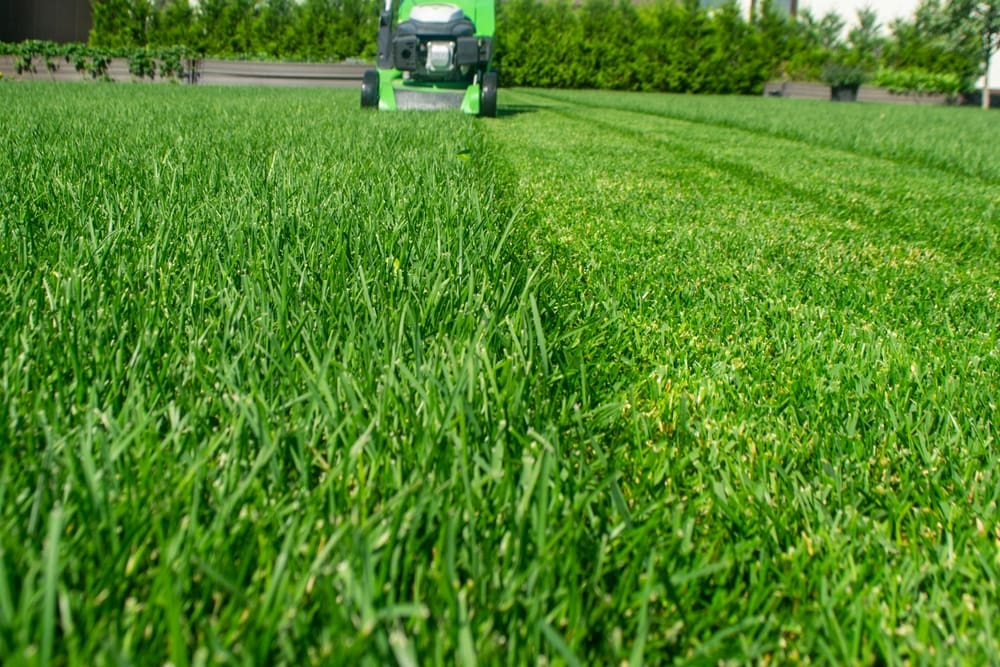 The 3 Most Common Types of Grass in Calgary