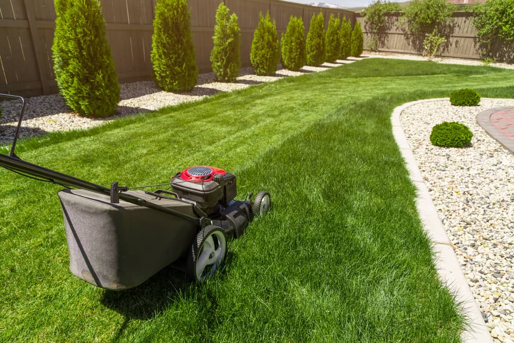 The 3 Most Common Types of Grass in Calgary