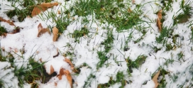 Winter Lawn Maintenance: Top Tips for Calgary’s Homeowners