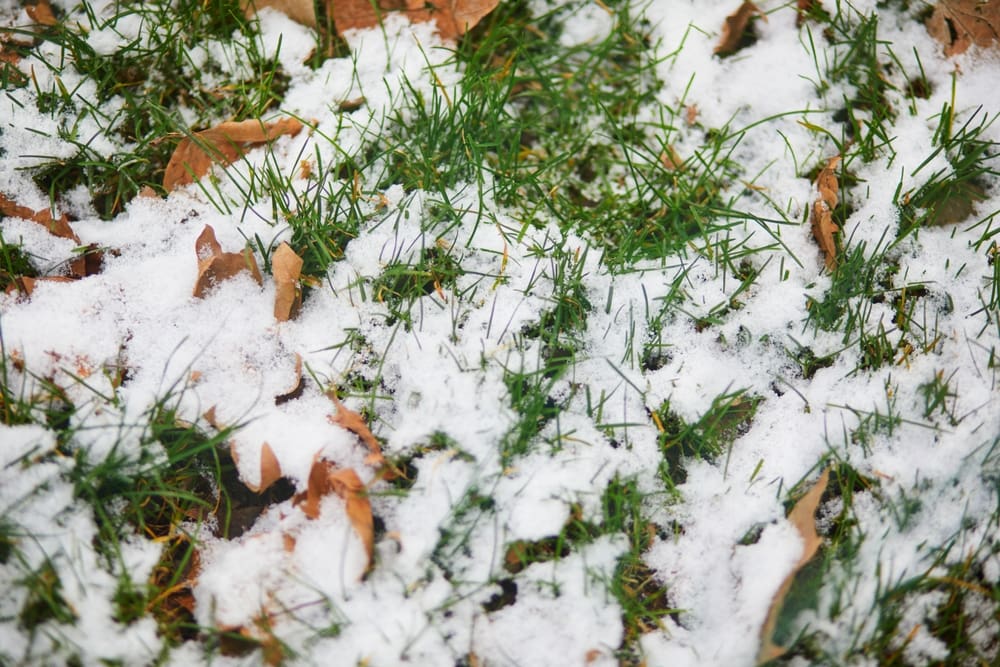 Winter Lawn Maintenance: Top Tips for Calgary’s Homeowners