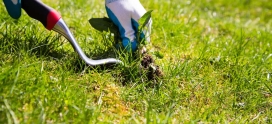 8 Essential Tips for Effective Lawn Weed Control in Calgary