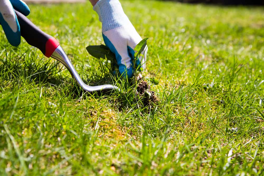 8 Essential Tips for Effective Lawn Weed Control in Calgary