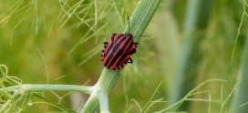 Preventing Lawn Damage: How To Kill Chinch Bugs
