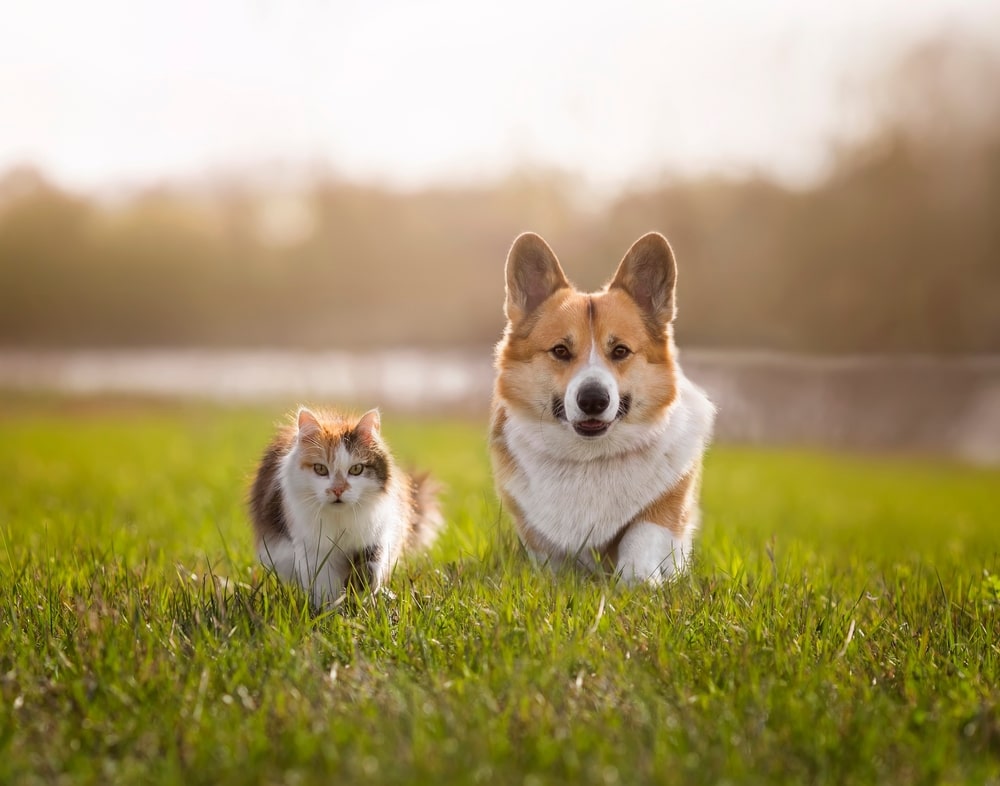 5 Simple Ways to Keep Your Lawn Pet-Friendly