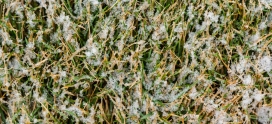 Calgary Lawn Care Tips to Keep Your Grass Healthy All Winter Long