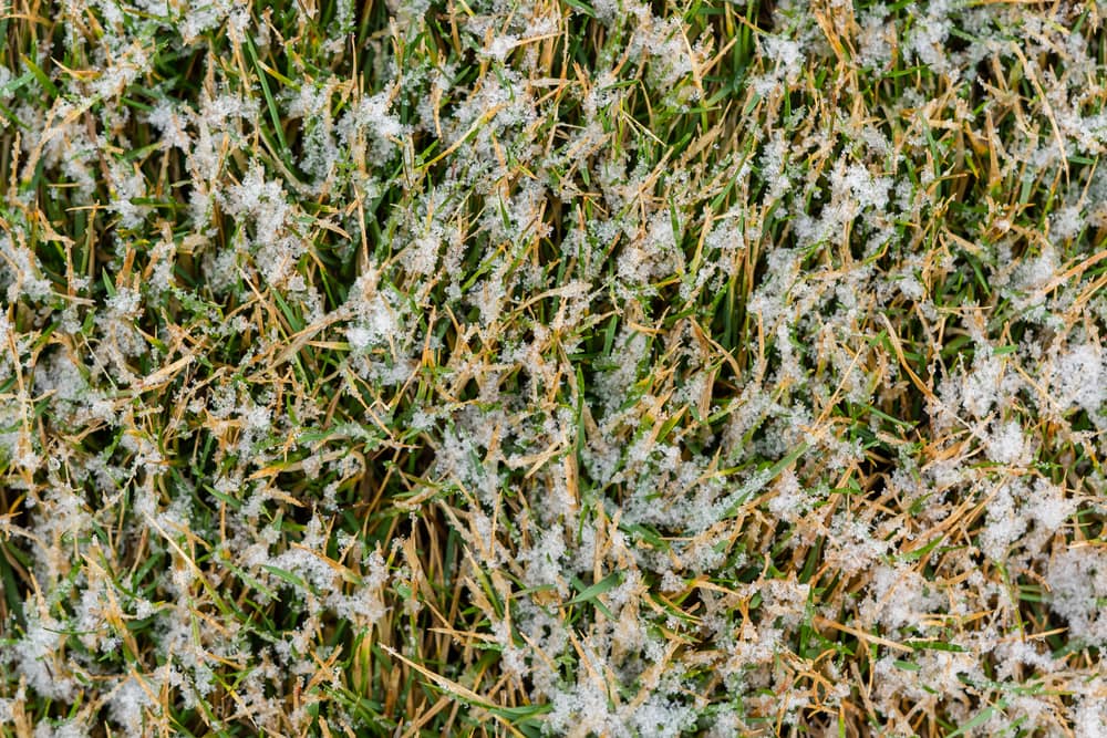 Calgary Lawn Care Tips to Keep Your Grass Healthy All Winter Long