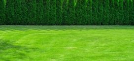 Bring Your Lawn Back to Life with Soil Enhancers & Overseeding