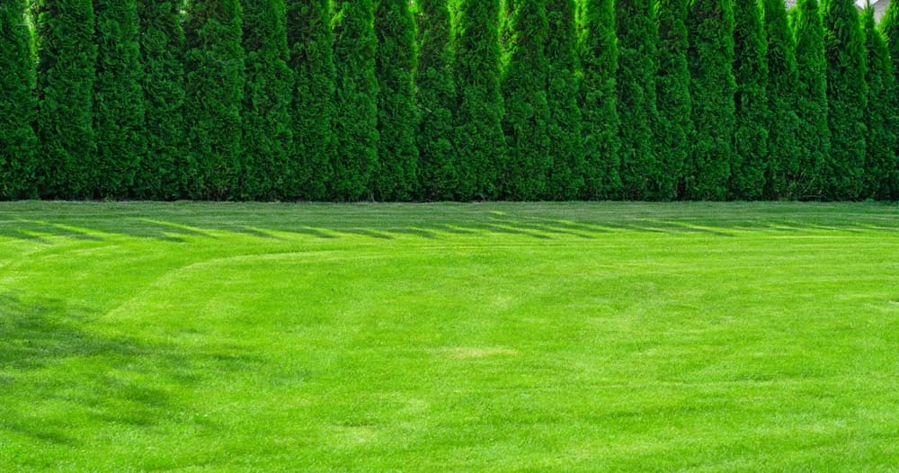 Bring Your Lawn Back to Life with Soil Enhancers & Overseeding