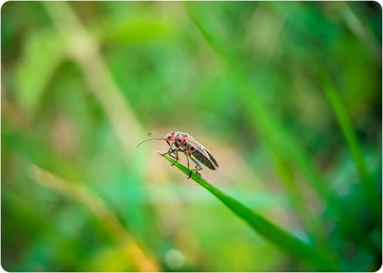 Pest Control Calgary 1