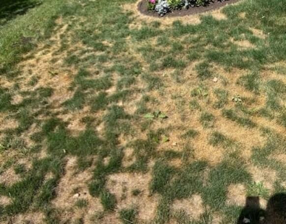 Calgary Chinch Bug Control 1 Chinch Bugs on a Calgary Lawn