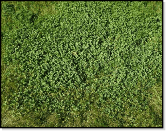 Weed Control Services in Calgary 1