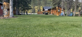 Weed Control Guide for Calgary’s Common Weeds