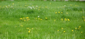 The Best Way to Handle Lawn Weed Control: DIY or Professional?