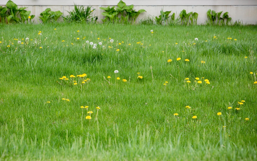 The Best Way to Handle Lawn Weed Control: DIY or Professional?