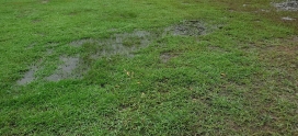 Why Is My Lawn Always Wet? Simple Fixes for a Soggy Lawn in Calgary