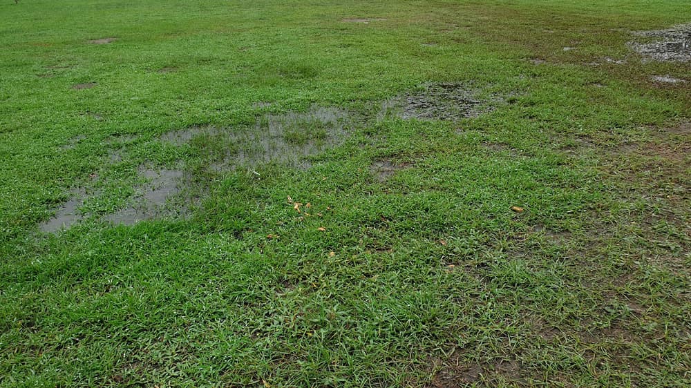 Why Is My Lawn Always Wet? Simple Fixes for a Soggy Lawn in Calgary