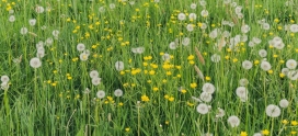 5 Simple, Effective Tips to Remove Dandelions From Your Lawn