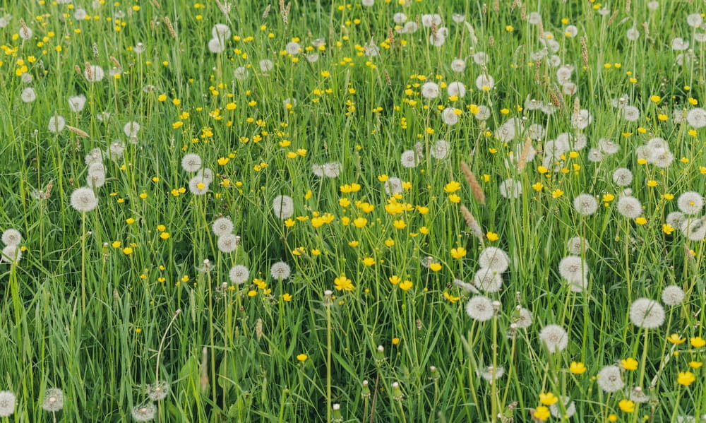 5 Simple, Effective Tips to Remove Dandelions From Your Lawn