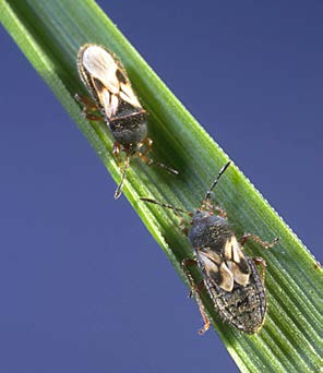 Pest Control Calgary 1