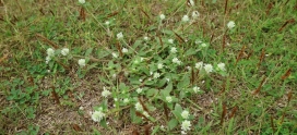 5 Steps to Getting Rid Of Clover On Your Calgary Lawn
