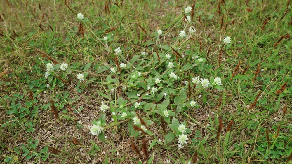 5 Steps to Getting Rid Of Clover On Your Calgary Lawn