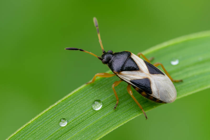 Pest Control Calgary 1