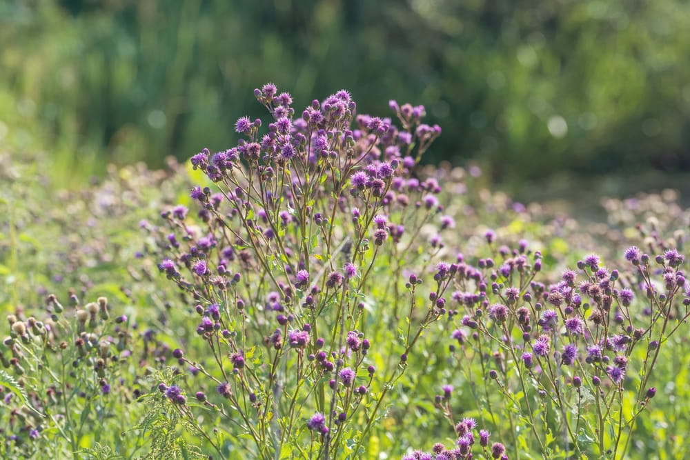 What Is Canada Thistle and How Do I Get Rid of It?