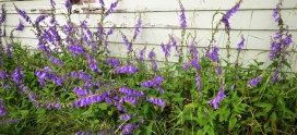 How To Get Rid Of Creeping Bellflower on Your Calgary Lawn