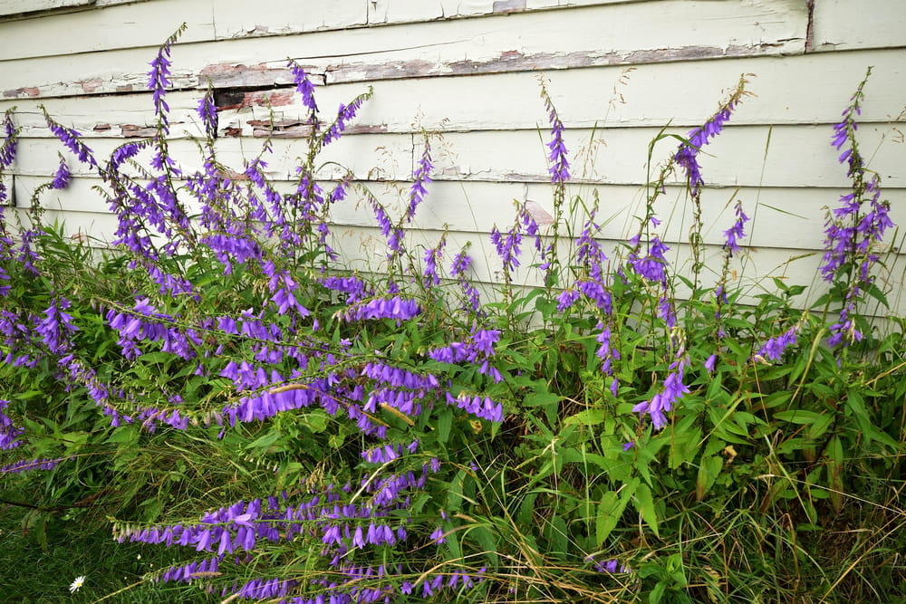How To Get Rid Of Creeping Bellflower on Your Calgary Lawn