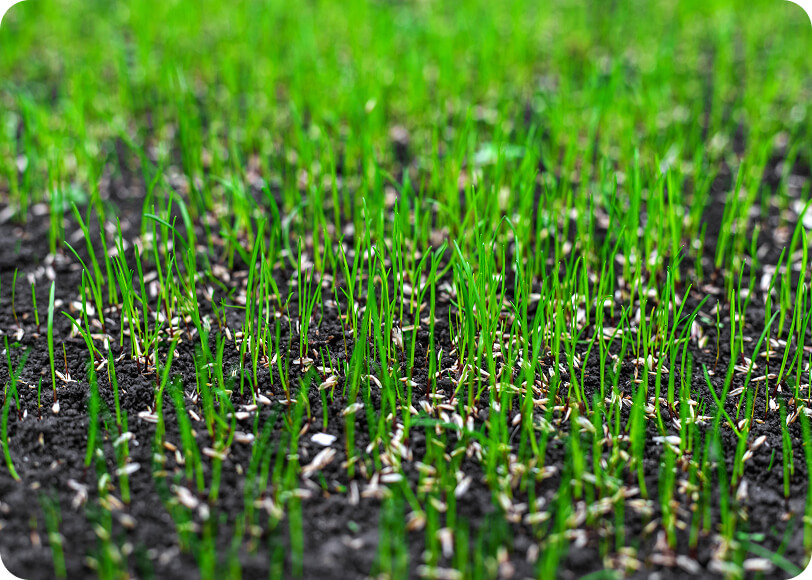 grass seeding calgary