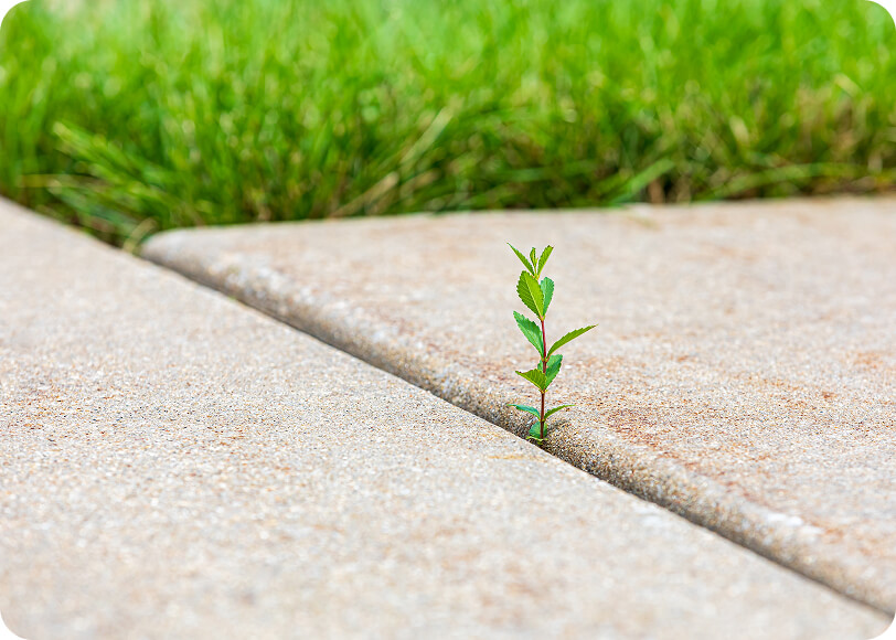 unwanted vegetation removal calgary