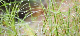 What is Quack Grass, and How to Get Rid of it from your Lawn?