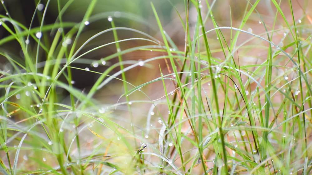 What is Quack Grass, and How to Get Rid of it from your Lawn?
