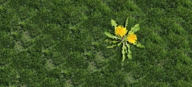 A Week-by-Week Guide to Weed Control Treatment Timeline in Calgary