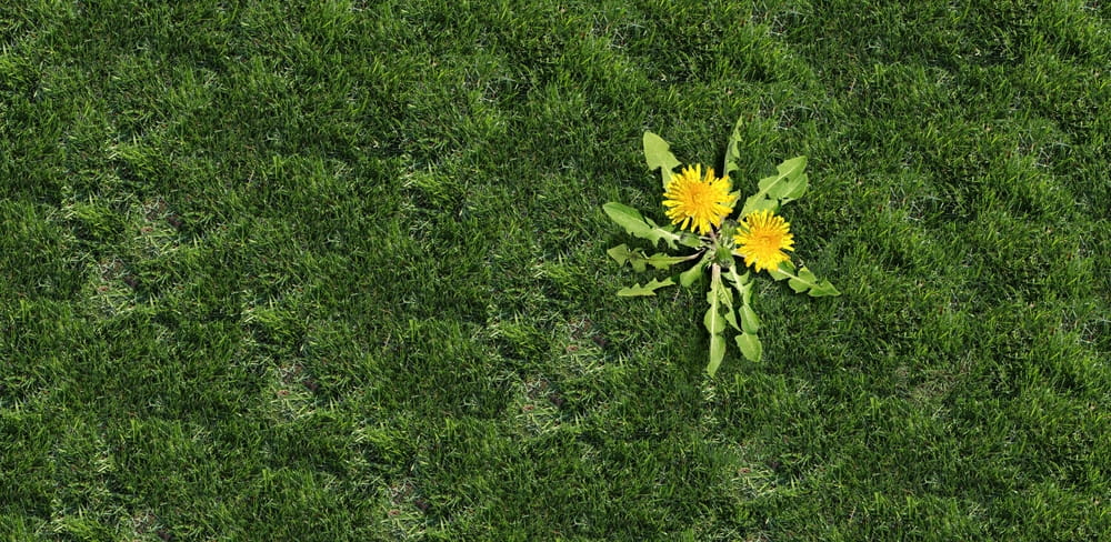 A Week-by-Week Guide to Weed Control Treatment Timeline in Calgary
