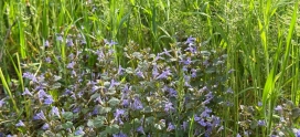 How to Get Rid of Ground Ivy (Creeping Charlie) on Your Calgary Lawn