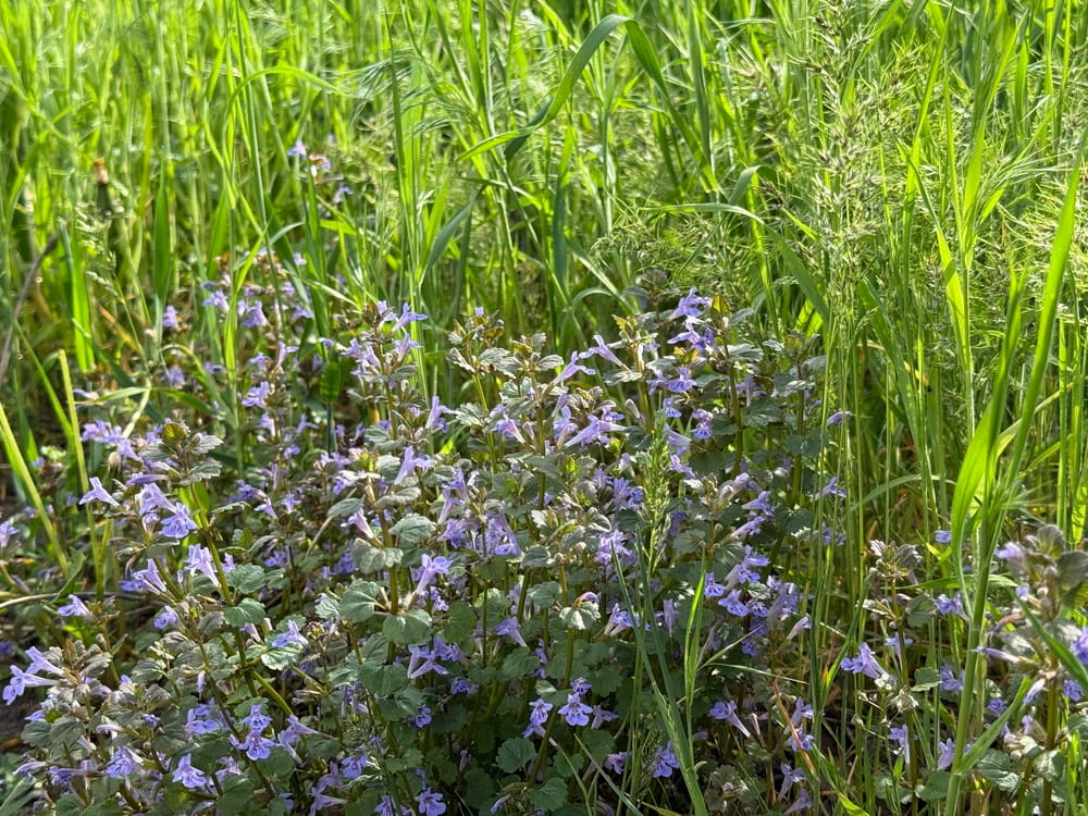 How to Get Rid of Ground Ivy (Creeping Charlie) on Your Calgary Lawn